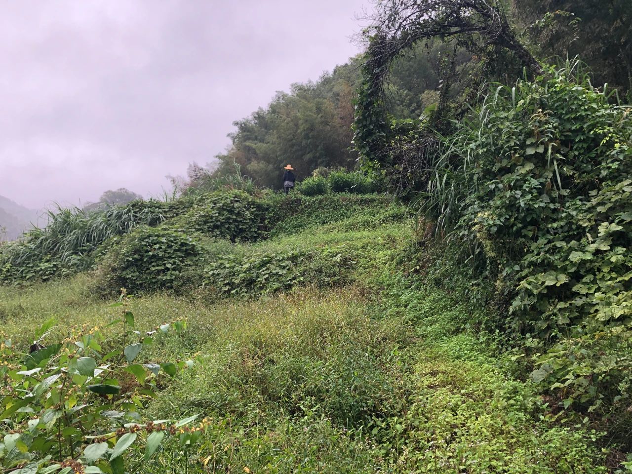永乐高ylg888888妄想 | 我司土地整治项目二次荣登央视，，，，，，荒地变良田，，，，，，智绘好丰景